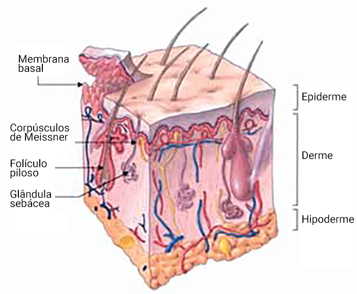 Cirurgia de Calázio - Clínica de Olhos Dr. Wagner Cid Parente